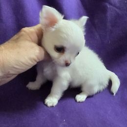 AKC Cream Long Coat - Cream and white female Chihuahua puppy in Cape Coral, Florida from Inspired Chihuahuas