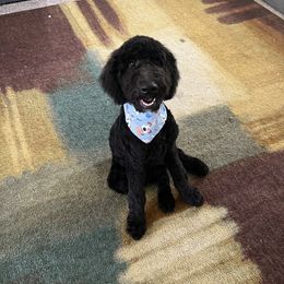 Bernedoodle and Poodle All Grown Up from Sweet Tea Kennels