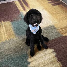 Bernedoodle and Poodle All Grown Up from Sweet Tea Kennels