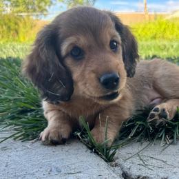 Corky - Sable male Dachshund puppy in Crawford, Colorado from Spotted Doxie Ranch