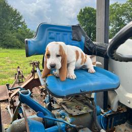 Roscoe - Lemon and white male Basset Hound puppy in Hurtsboro, Alabama from PARK’s Family Farm
