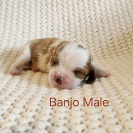 Banjo - Blenheim male Cavalier King Charles Spaniel puppy in Traverse City, Michigan from Crozapulco Cavaliers AKC
