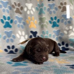 White Collar Female - Chocolate female Labrador Retriever puppy in Kissimmee, Florida from SunState Labs