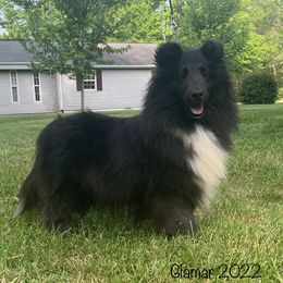 Boujee - Shetland Sheepdog