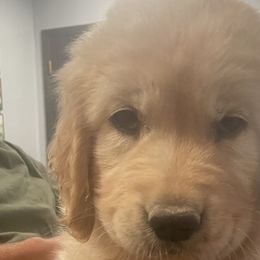 Bernedoodles and Golden Retrievers from Burr Oak Hills Kennel