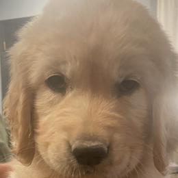 Bernedoodles and Golden Retrievers from Burr Oak Hills Kennel