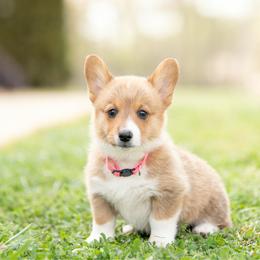 Pink Collar- Cheddar - Sable female Pembroke Welsh Corgi puppy in Waverly Hall, Georgia from 6g Ranch Corgis