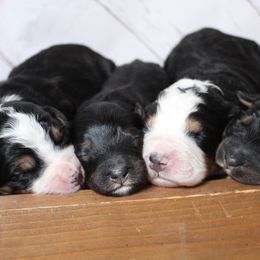 Male 4 - Tri-color male Bernedoodle puppy in Belgreen, Alabama from Scott’s Farm Poodles and Doodles
