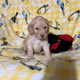 Button - Cream Australian Cobberdog puppy in Sarasota, Florida from Labe's Australian Cobberdogs