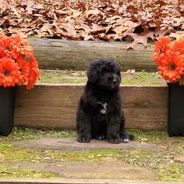 Sophia - Black female Bernedoodle puppy in Ball Ground, Georgia from Foothills Family Doodles