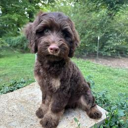 Spruce - Red male Aussiedoodle puppy in Chattanooga, Tennessee from Leafy Acre Mini Farm