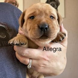 Allegra - Yellow female Labrador Retriever puppy in South Lyon, Michigan from Matoskah Meadows Labradors