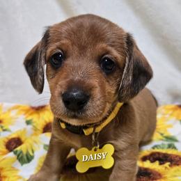 Daisy-wirehair - Red female Dachshund puppy in Blair, Oklahoma from North Fork Doxies-Okla
