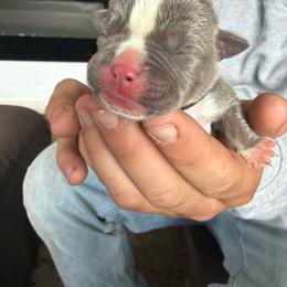 Ariel - Lilac tri-color female Bulldog puppy in Harvard, Illinois from Dominiques doodle plus
