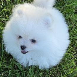 Obi - Cream male Pomeranian puppy in Paw Paw, Michigan from Fairy Tale Poms & English Toy Spaniels
