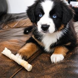 Pirate - Black & white male Miniature Australian Shepherd puppy in Alexandria, Virginia from Fairfax Aussies