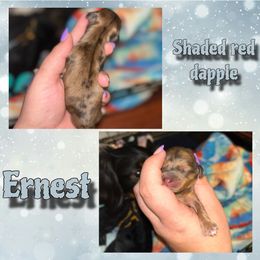 Ernest - Dapple male Dachshund puppy in Brazil, Indiana from King Duke Dachshunds