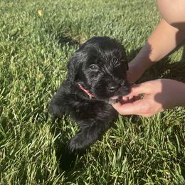 Giant Schnauzer Puppies from Schnauzer Ranch