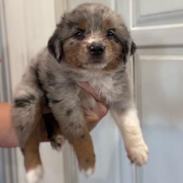 Massie - Blue merle female Toy Australian Shepherd puppy in Ambrose, Georgia from Brandilyn's Aussies
