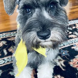 Miniature Schnauzer Puppies from Krystle's Miniature Schnauzers