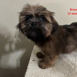 Bryce - Red Collar Male - Brown male Lhasa Apso puppy in Greensboro, North Carolina from Koenigplatz Kennel