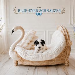 Nora - Parti female Miniature Schnauzer puppy in Winter Haven, Florida from The Blue Eyed Schnauzer
