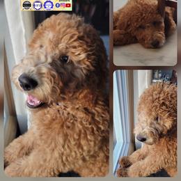Goldendoodle Puppies from Lu Doodles
