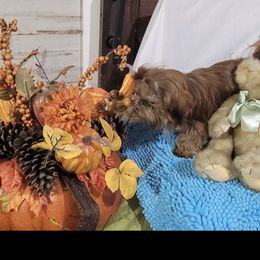 Rosie Red - Red and tan female Shih Tzu puppy in Cartersville, Georgia from 100 Acre Woods Shih Tzu Plantation