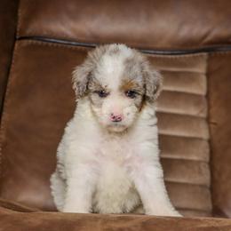 Tiramisu - Blue merle female Bernedoodle puppy in Youngstown, Florida from Wonderland’s Boujie Kennels