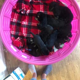 German Shepherd Puppies from Hacker Haus GSDs