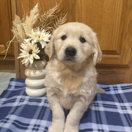 Taffy - Light golden female Golden Retriever puppy in Grant County, Indiana from On The Sunny Side Pavey Farms