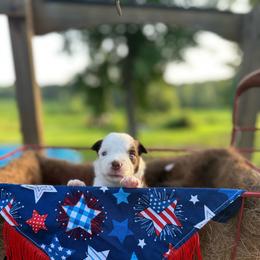 Stars - Red tri female Miniature Australian Shepherd puppy in Doddridge, Arkansas from Huddleston Farm