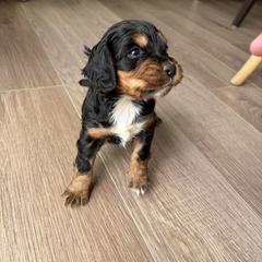 Griz - Black white and tan male English Cocker Spaniel puppy in Sugarcreek, Ohio from 1611 Sport Dogs