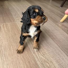 Griz - Black white and tan male English Cocker Spaniel puppy in Sugarcreek, Ohio from 1611 Sport Dogs