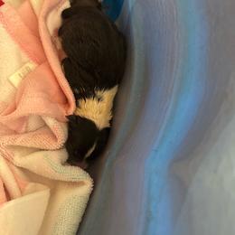2 - Black and white female Shetland Sheepdog puppy in Chaplin, Connecticut from Mystic Moon