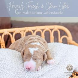 Puppy Pick 8 - Red  female Goldendoodle puppy in Whitesburg, Georgia from Asbury & Co Farms