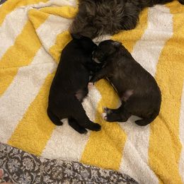 Schnoodle Puppies from Noodle Tings Puppies
