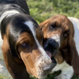Basset Hounds from Twin Farms Basset Hounds
