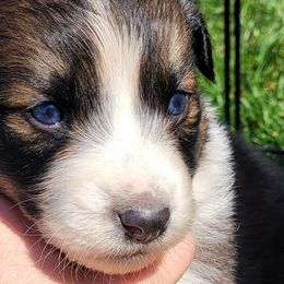 Australian Shepherds from Copperline Aussies