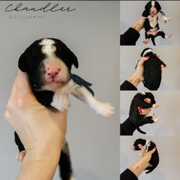 Chandler - Black and white male Sheepadoodle puppy in Republic, Missouri from DOOD & Co