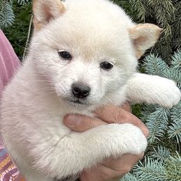 Girl 1 - Cream female Shiba Inu puppy in Winthrop, Minnesota from Kayobi Shibas