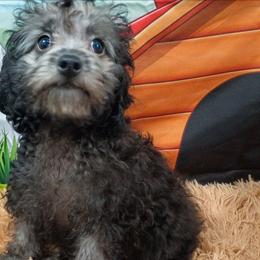 Twilight - Black female Poodle puppy in Neosho, Missouri from Star Light Pups