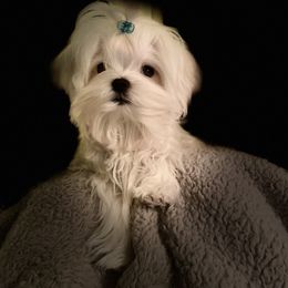 Maltese All Grown Up from Kristy Humphries