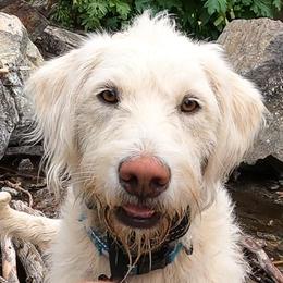 Daisy - Labradoodle