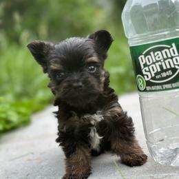 Micro Mike - Black and tan male Yorkshire Terrier puppy in Rochester, New York from Tnt Yorkies and Cosmic corgis