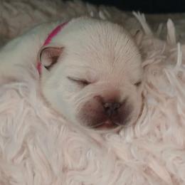 French Bulldog Puppies from Diamond Dreams French Bulldogs