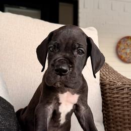 Jefferson - Black male Great Dane puppy in Plano, Texas from Blue Thunder Danes