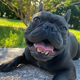 French Bulldogs from Soto Frenchie Company