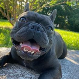 French Bulldogs from Soto Frenchie Company