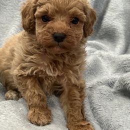 Ash - Buff Cockapoo puppy in Winnsboro, Texas from Happy Hollow Ranch